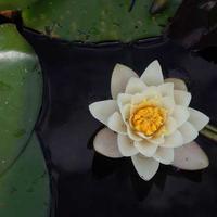 苹果视频综艺LOGO